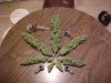 MrKush's Avatar