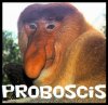 Proboscis