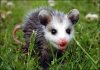 Mr.Oppossum's Avatar