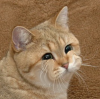 PleaseBuyMyCat