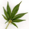 Xx-KAOS_420-xX