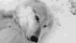 Grey Wolf